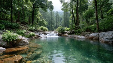 Naklejka premium Dappled Sunlight Across Jungle Stream and Rocks