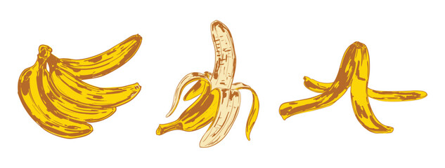 Fototapeta premium Banana Set – Bunch, Peeled Fruit, and Peel Illustration