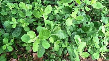 Fresh Indian Camphorweed Foliage – Close-Up of Traditional Herbal Plant Pluchea Indica for Natural Wellness and Botanical Concepts	
