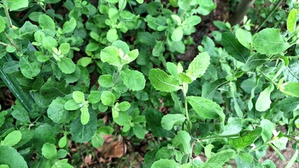 Close Encounter with Green Indian Camphorweed Leaves (Pluchea Indica): Showcasing the Herbal Beauty and Aromatic Qualities of this Medicinal Plant for Wellness and Botanical Themes