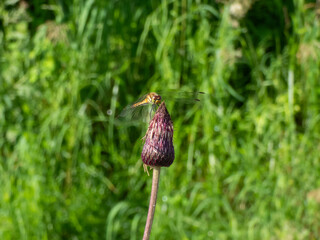 秋の訪れを告げるアキアカネ