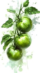 Fresh tomatoes on a white background