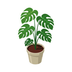 Isometric potted plant. Indoor plant. Green plant in pot. 3d potted plant for home interior decoration. Interior decoration element