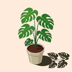 Isometric potted plant. Indoor plant. Green plant in pot. 3d potted plant for home interior decoration. Interior decoration element