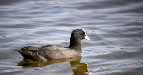  Close-Up of Eurasian Coot Swimming in Gaasperplas