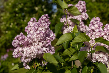 a spring park with lilac flowers in the spring of the year , side view
