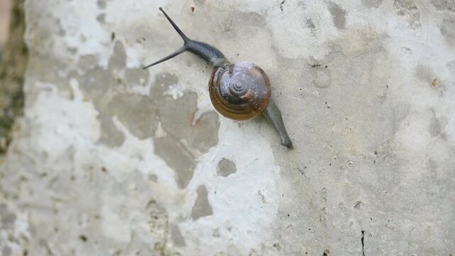 Tanychlamys indica or&nbsp;horntail snail. It is a&nbsp;species&nbsp;of air breathing&nbsp;land snail, a&nbsp;terrestrial&nbsp;pulmonate&nbsp;gastropod&nbsp;mollusk, in the family&nbsp;Ariophantidae. Land snail.