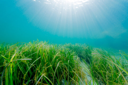 Forest of Seaweed
