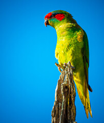 Musk Lorikeet