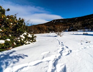 Snow-covered field with footprints leading towards a hill under a bright blue sky