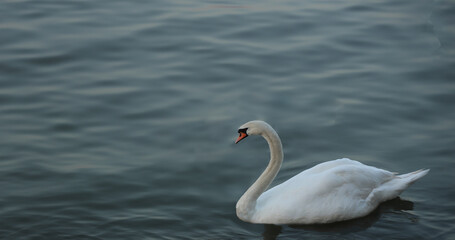 Mute swan - Cygnus olor gliding across a mist covered lake at dawn. Graceful swan gliding alone across a tranquil lake symbolizing purity lifelong devotion, and  timeless elegance of swan faithfulness