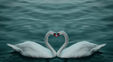 Fototapeta premium Romantic 2 two swans. Water reflection on blue water lake background. romantic two swans, heart symbol of love between heads.