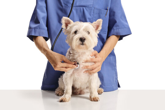 Veterinarian doctor checking a westie terrier dog with a stethoscope