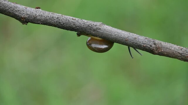 Tanychlamys indica or&nbsp;horntail snail. It is a&nbsp;species&nbsp;of air breathing&nbsp;land snail, a&nbsp;terrestrial&nbsp;pulmonate&nbsp;gastropod&nbsp;mollusk, in the family&nbsp;Ariophantidae. Land snail.