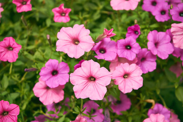 Surfinia, Petunia, hybrida hort. ex Vilm.,kwiaty,ogród  © Marcin Łazarczyk