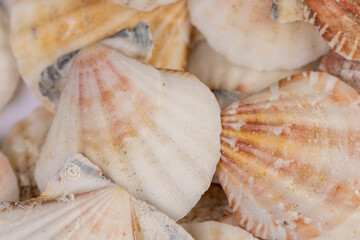 sea shells stacked in a pile, empty washed shells of mollusks, close up