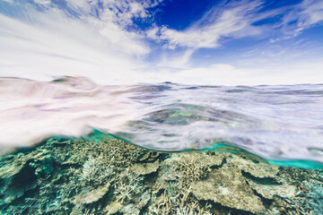 Coral feef split shot