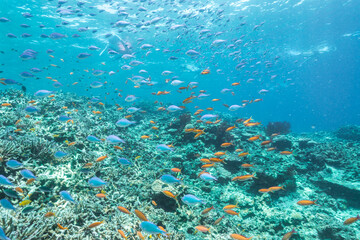 Coral Garden and basslet