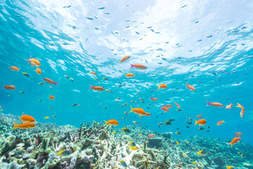 Coral Garden and basslet