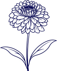 vector of Aster isolated on a white background. Aster branch vector, Line drawing of aster flower with leaves on a white background