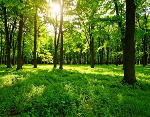 Lush forest bathed in sunlight