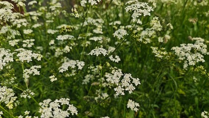 Delicate white wildflowers bloom in a lush green meadow, softly swaying in the breeze. This image represents purity, simplicity, and the beauty of nature