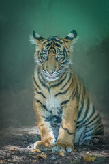 Cute close up of a sumatran tiger cub resting in a green forest