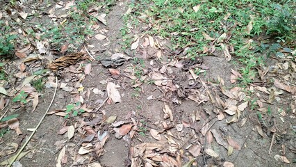 The natural texture of the ground is obscured by a thick layer of dry, dead brown leaves, a common sight during autumn in wooded areas