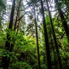 Fototapeta premium Lush forest canopy (2)