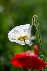White Poppy Flower with Dew Drops in Morning Light