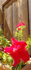 red petunia on old wooden door background