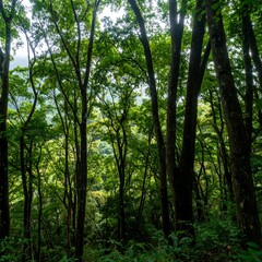 Obraz premium Lush forest canopy (3)