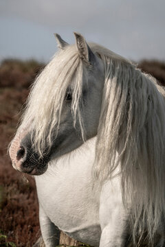 A wild white pony in Shropshire