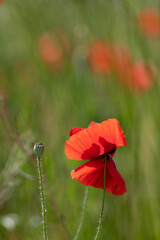 Obraz premium Single Red Poppy with Seed Pod on Soft Green Background