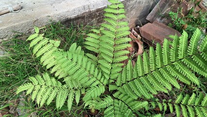 Green Fern Leaves Closeup in Natural Forest, Onoclea Sensibilis Wild Foliage Background in Summer