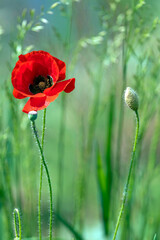 Obraz premium Single Red Poppy in Bloom with Buds on Soft Green Background