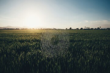Sunrise over a grassy field, spiderweb