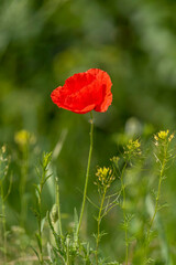 Fototapeta premium Single Red Poppy in Green Meadow
