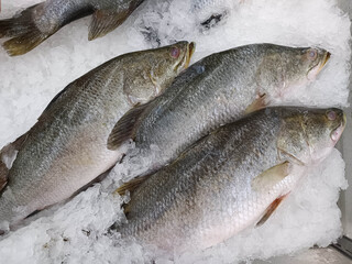 Lots of sea bass in the ice