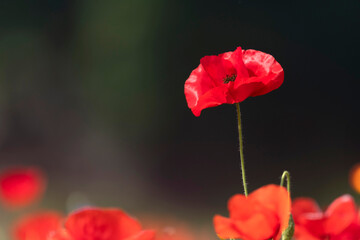 Obraz premium Single Red Poppy Blooming Against Dark Background