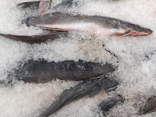 Swordfish on ice for sale
