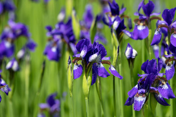 Close-up of Vibrant Purple Siberian Iris Flowers in Bloom