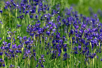 Naklejka premium Blooming Purple Irises in a Lush Green Field