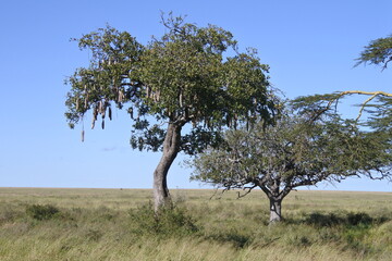 Ein Leberwurstbaum und blauer Himmel