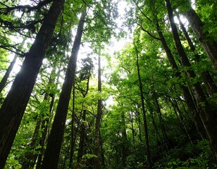 Fototapeta premium Lush forest canopy (7)