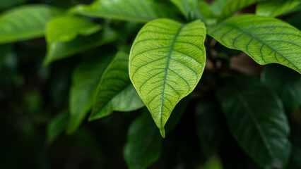 a close-up shot highlights a bright green leaf, showcasing its intricate network of veins against a slightly blurred backdrop of other green foliage.
