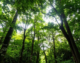 Fototapeta premium Lush forest canopy (10)
