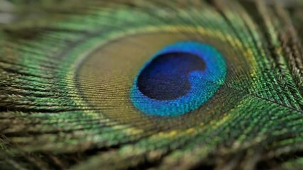 Macro close-up of a vibrant peacock feather, showcasing the iridescent blue and green eye with detailed texture. - Powered by Adobe
