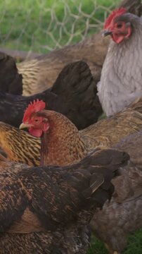 A flock of chickens of various breeds, including black australorp, roam freely on green grass in the United States. They are foraging for food and enjoying the outdoors.