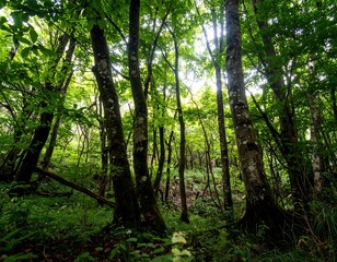 Lush forest canopy (11)